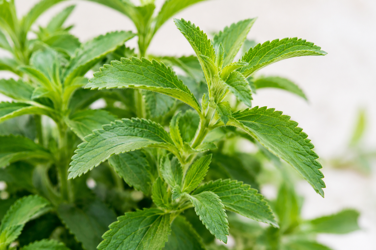 Sugarleaf - Stevia Plant