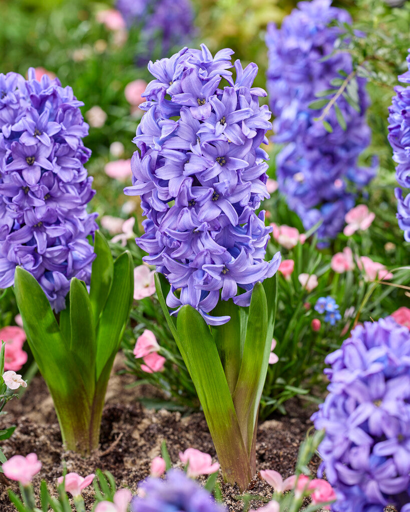 Hyacinth