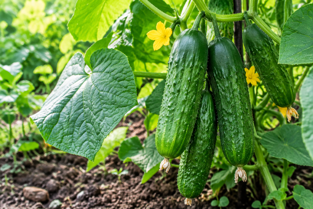 Cucumber