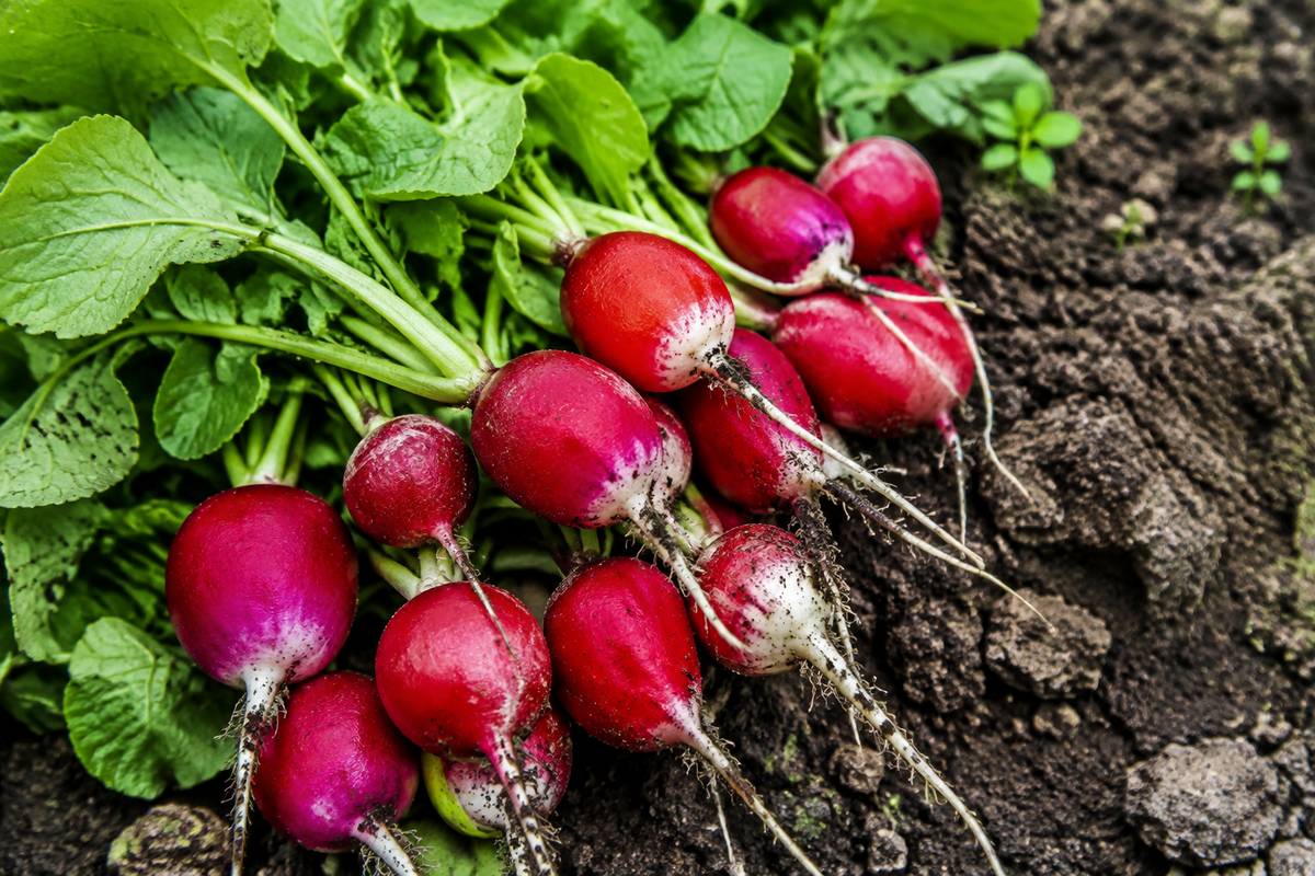 Radish