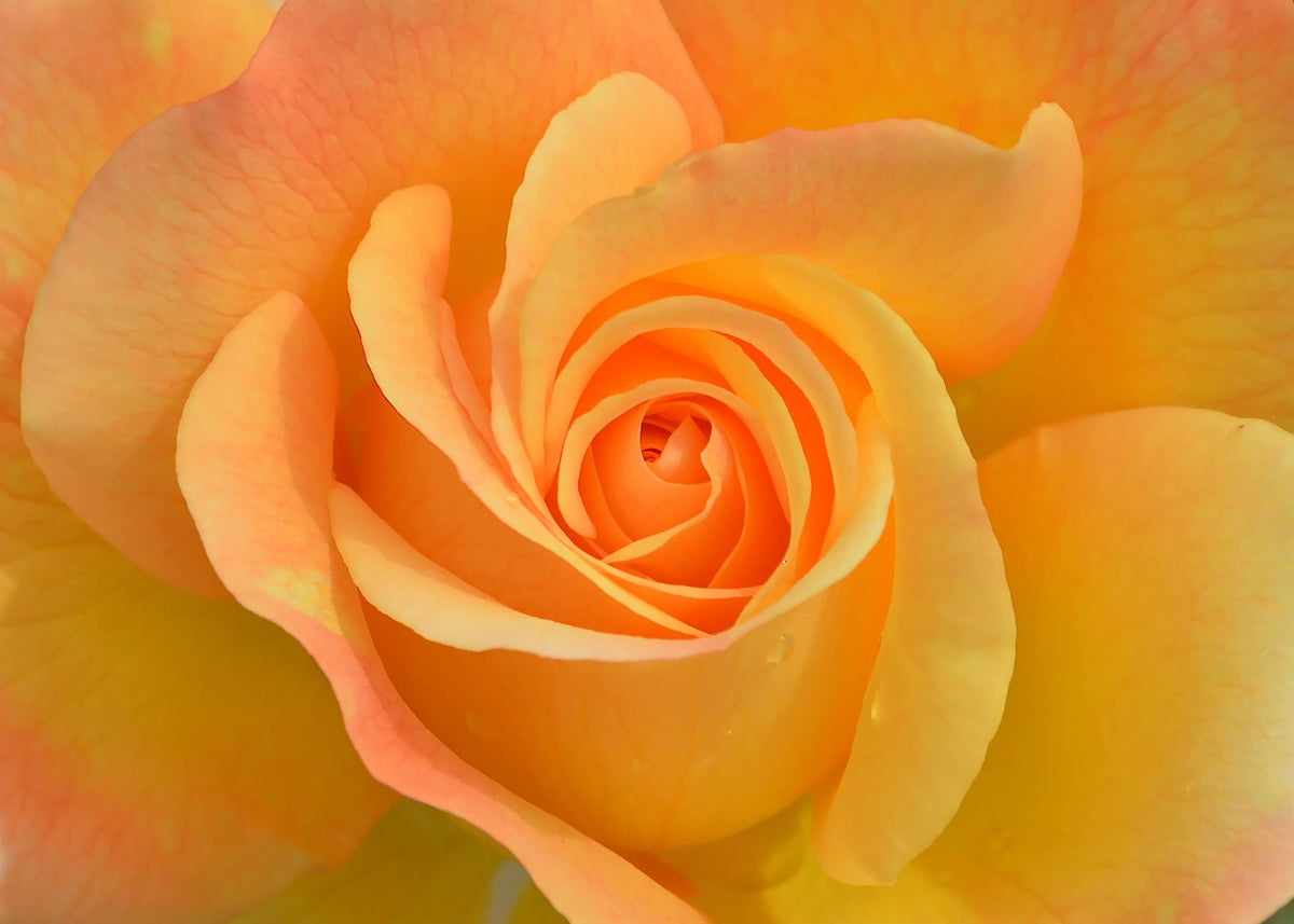 Buy Rose Plants That Actually Thrive in Hungarian Gardens