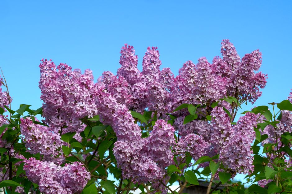 Lilac: A Complete Guide to Planting, Growing, Pruning and Beautiful Blooms