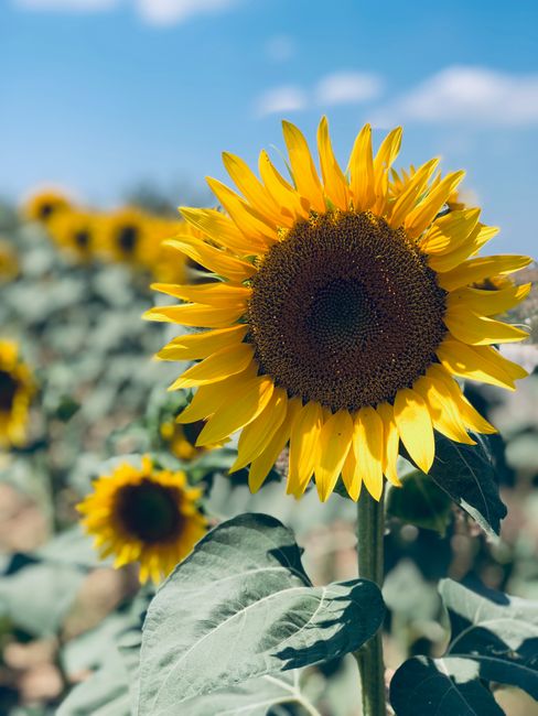 Grow Sunflowers from Seed This Summer and Watch Your Garden Transform