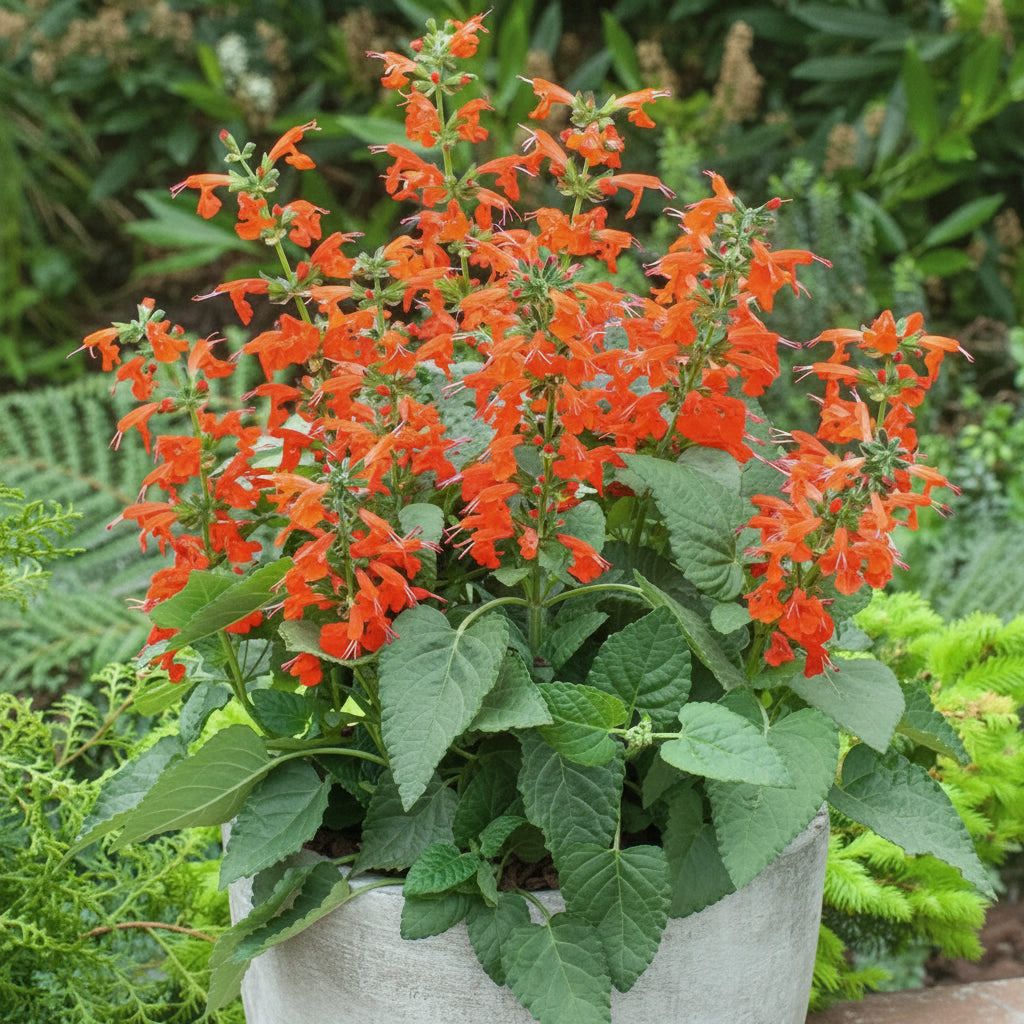 Salvia
