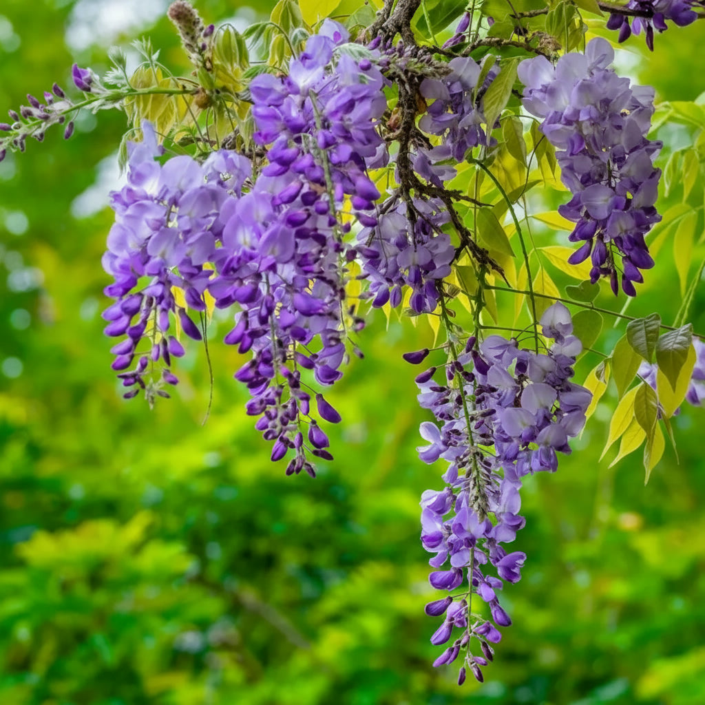 Wisteria