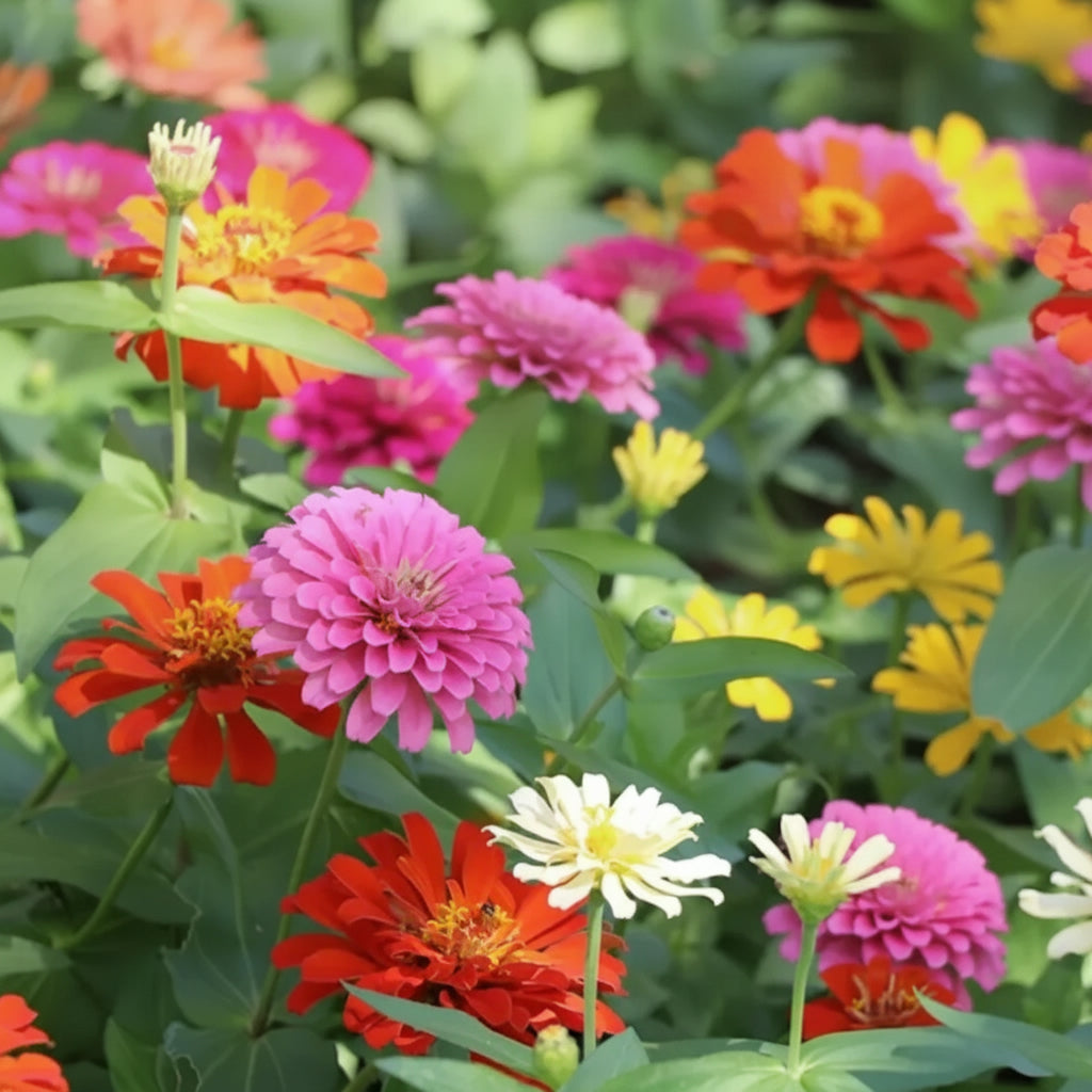 Zinnia