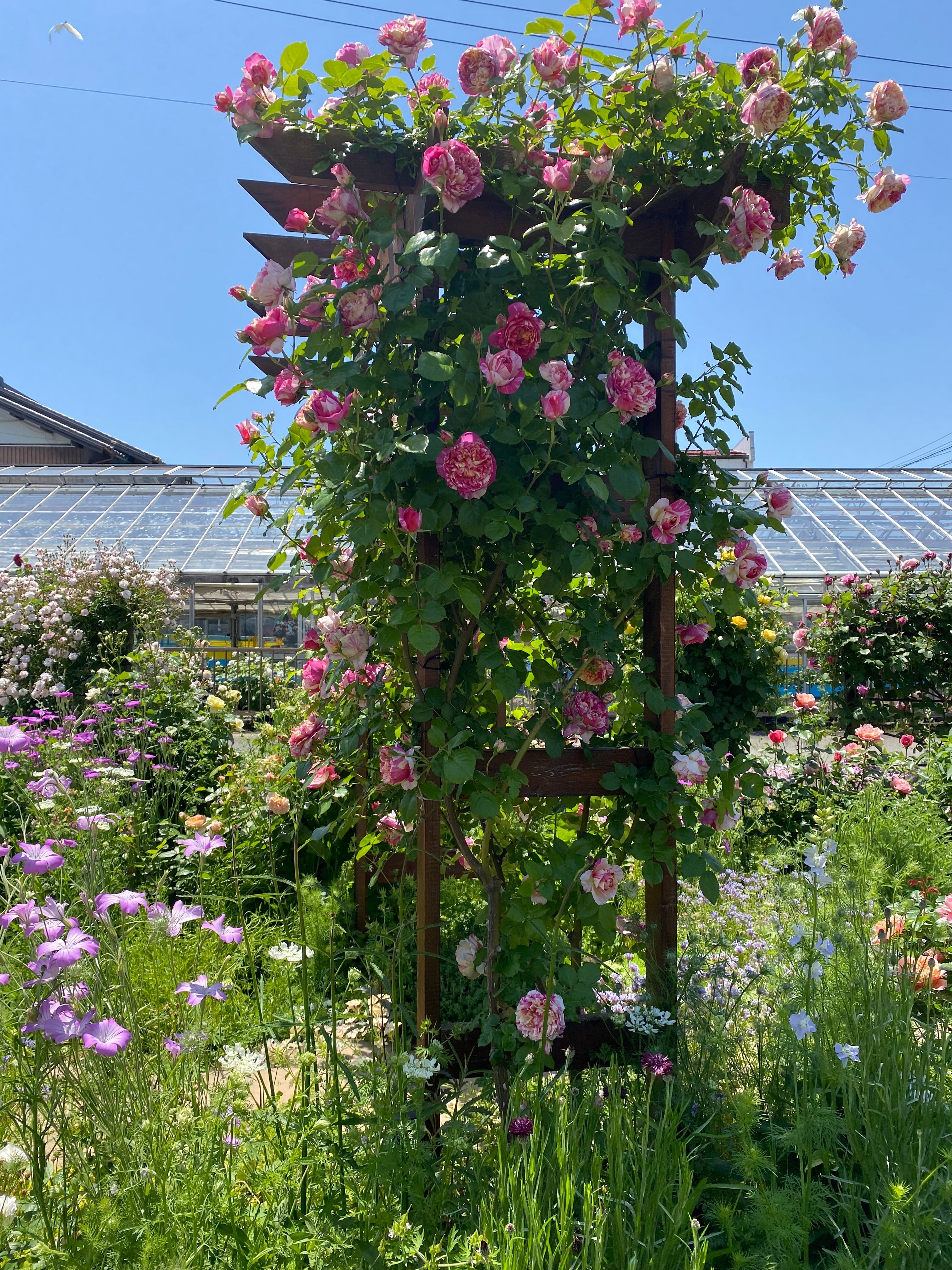 Climbing Roses