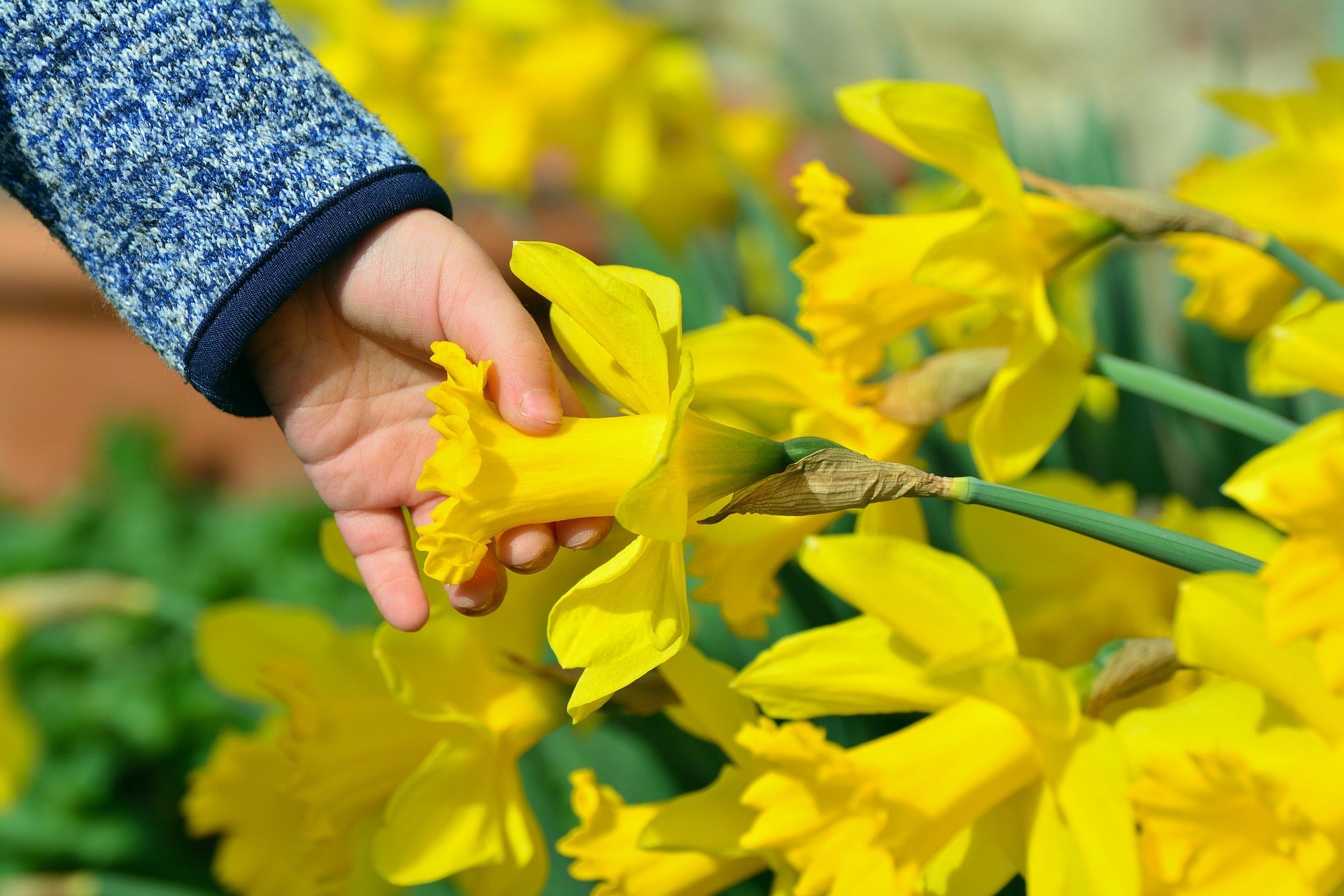 Daffodils