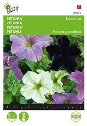 Petúnia – Sophistica – 10 mag