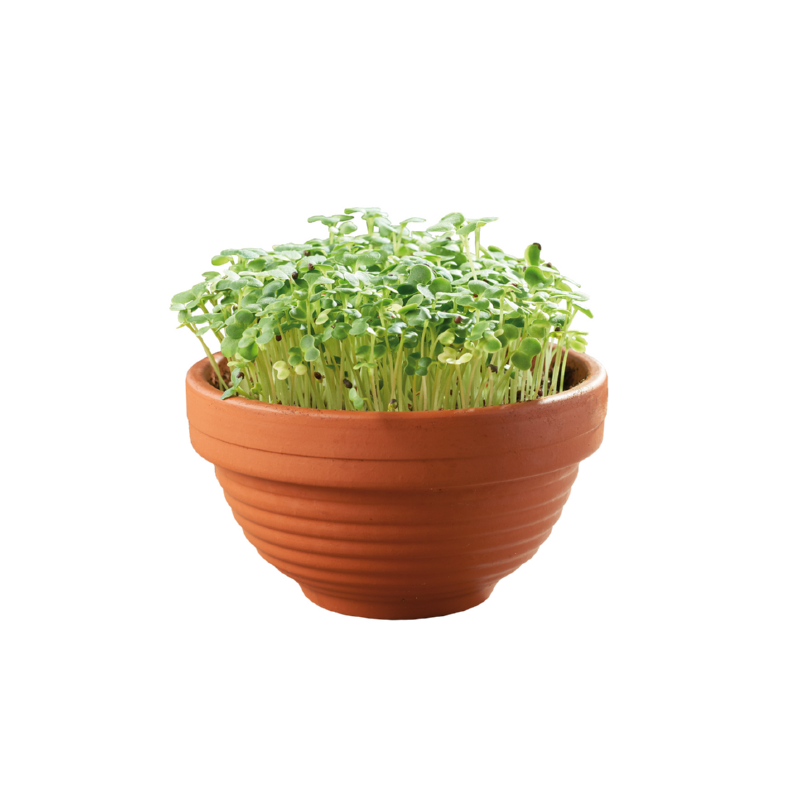 Sow & Grow kit - Micro Garden - Japanese Greens Tatsoi
