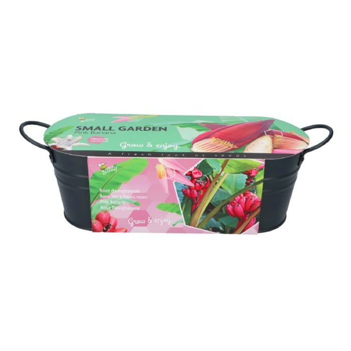 Small Garden - Pink Banana - 10-15 Seeds