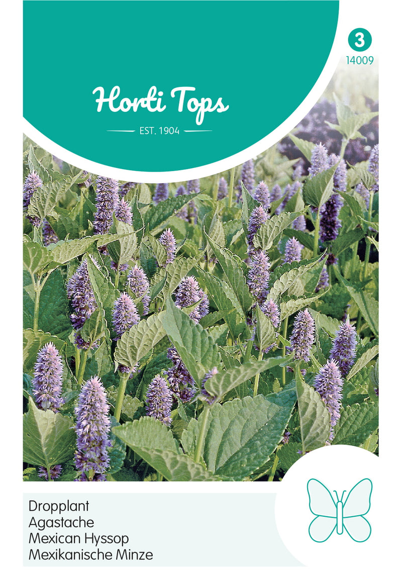 Mexican Hyssop - 0,4 g
