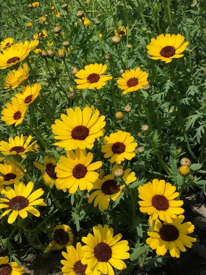 Corn Marigold - Eldorado - 1 g