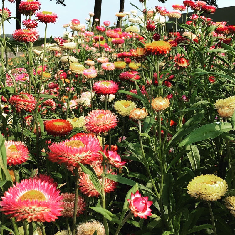 Strawflower - Tom Thumb - 0,75 g