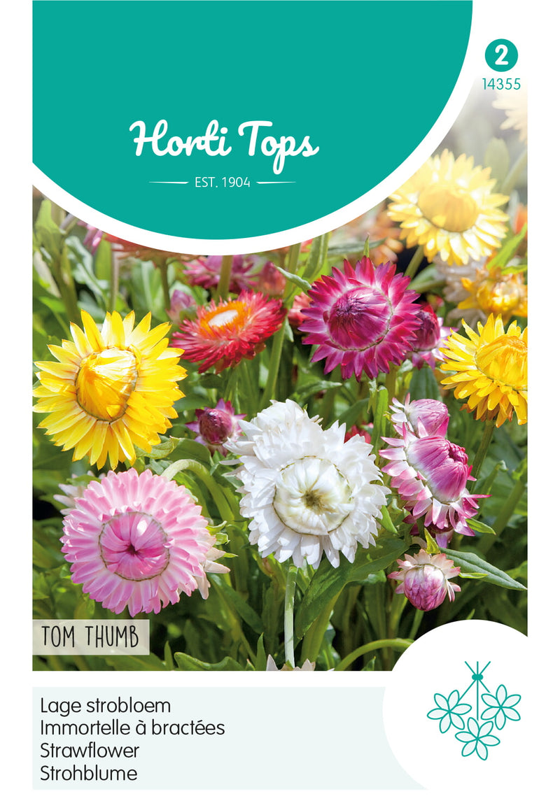 Strawflower - Tom Thumb - 0,75 g
