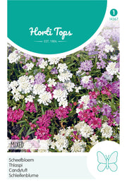 Candytuft - Mixed - 2 g