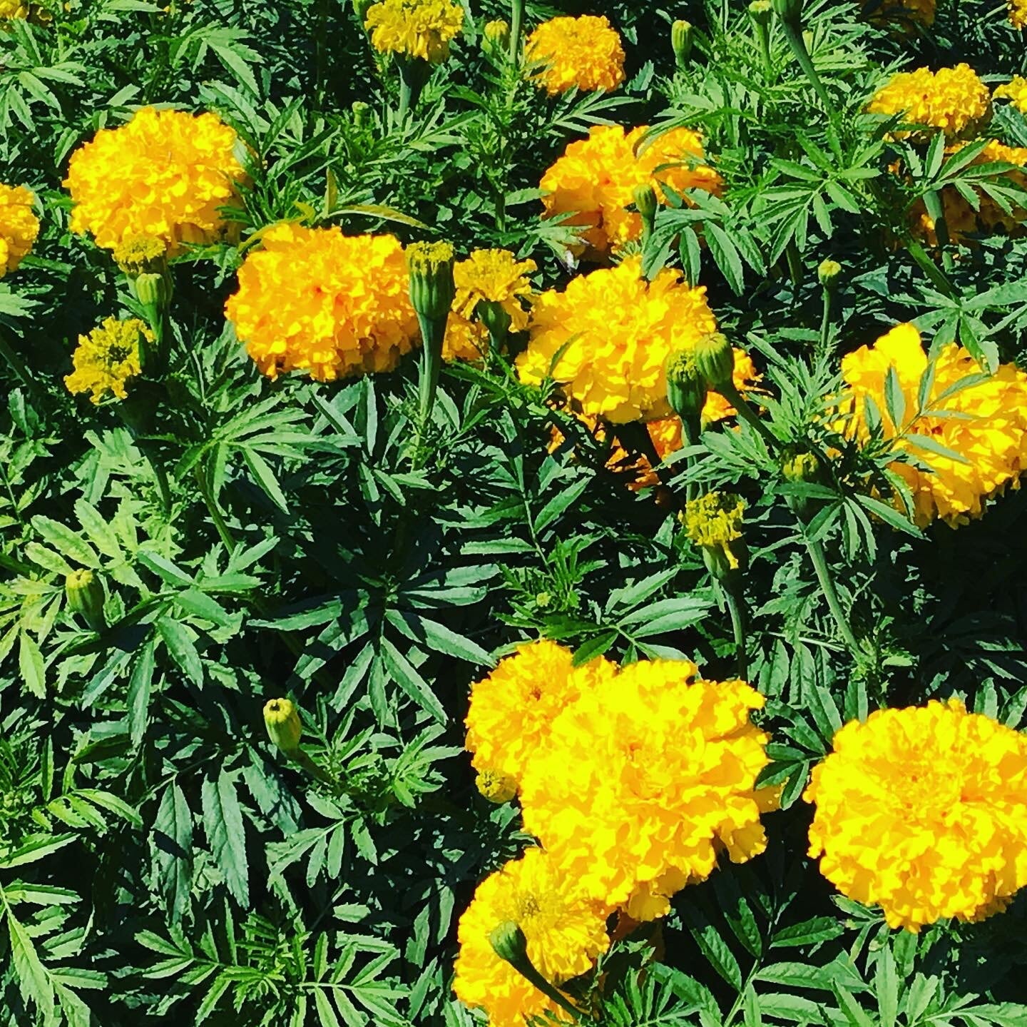 African Marigold - Golden Age - 0.5 g