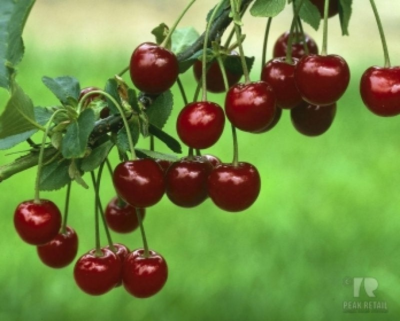 Féltörpe Meggyfa - ‘Kelleriis 16’