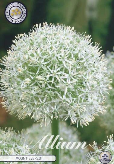 Allium – Mount Everest – 24/+