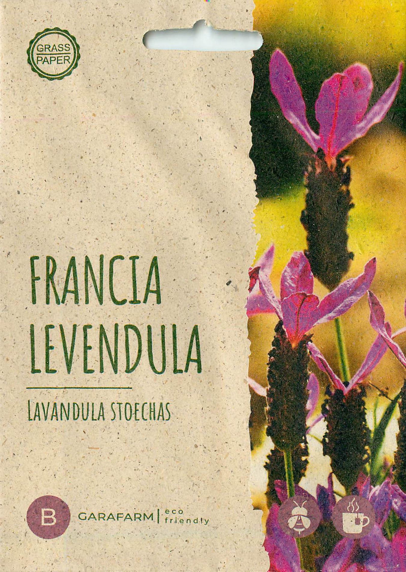 Francia Levendula - Bandera Deep Rose - 10 Szem
