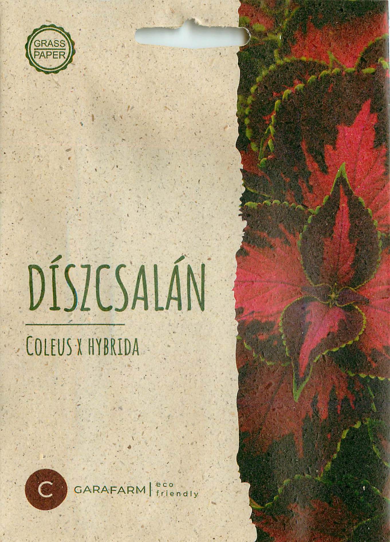 Coleus - Chocolate Covered Cherry - 6 Seeds