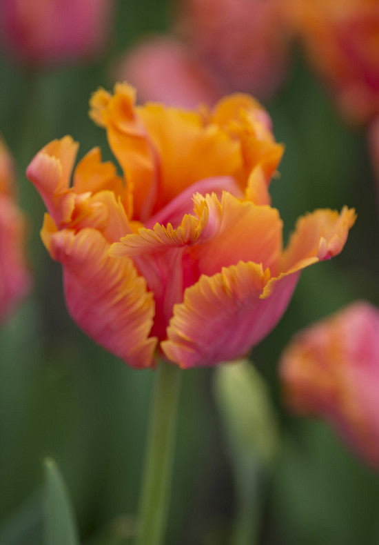 Tulipán Papagáj – Amazing Parrot – 12/+