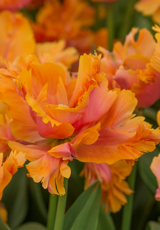 Tulipán Papagáj – Amazing Parrot – 12/+