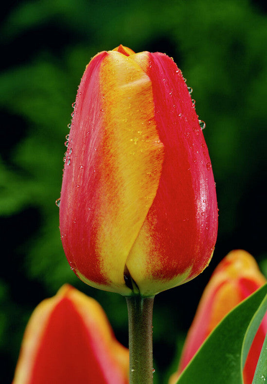 Tulipán Darwin Hibrid – Apeldoorn's Elite – 12/+