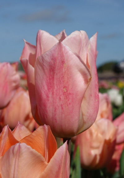 Tulipán Egynyílású – Apricot Beauty – 12/+