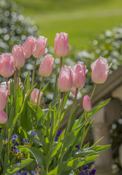 Tulipán Egynyílású – Apricot Beauty – 12/+