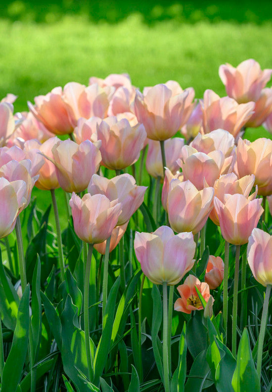 Tulipán Egynyílású – Apricot Beauty – 12/+