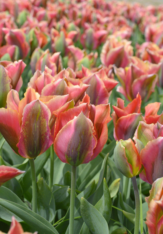 Tulipán Viridiflora – Artist – 12/+