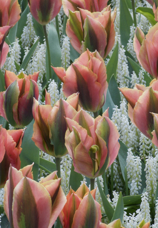 Tulipán Viridiflora – Artist – 12/+