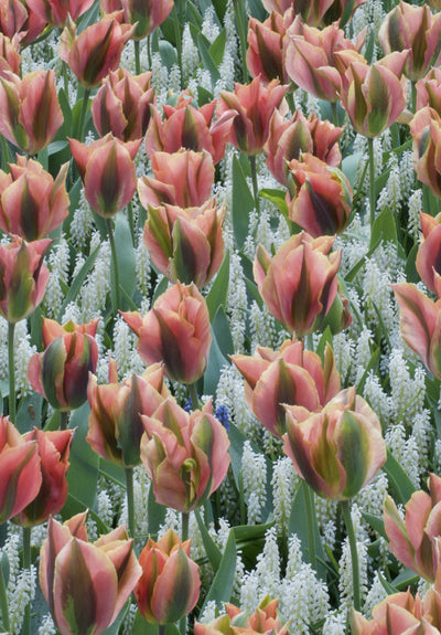 Tulipán Viridiflora – Artist – 12/+