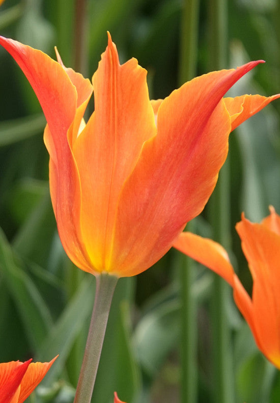 Tulipán Liliomvirágú – Ballerina – 12/+
