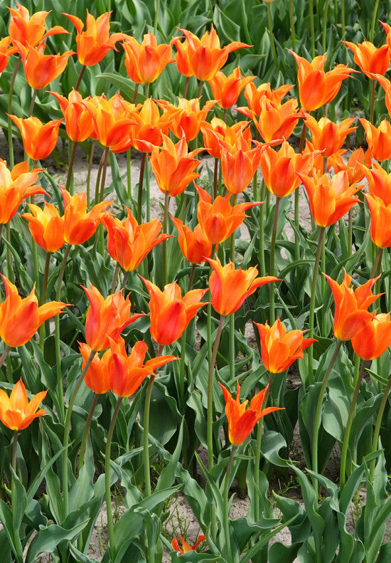 Tulipán Liliomvirágú – Ballerina – 12/+