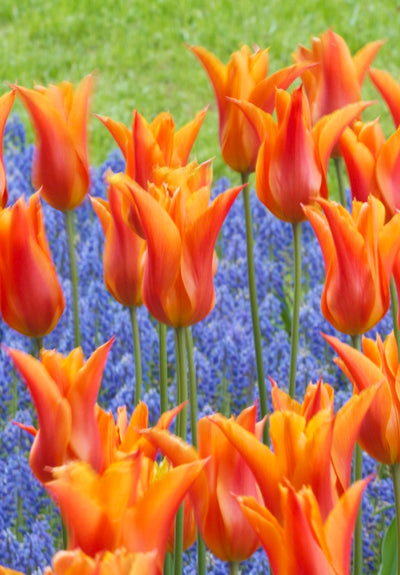 Tulipán Liliomvirágú – Ballerina – 12/+