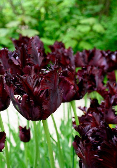Tulipán Papagáj – Black Parrot – 12/+