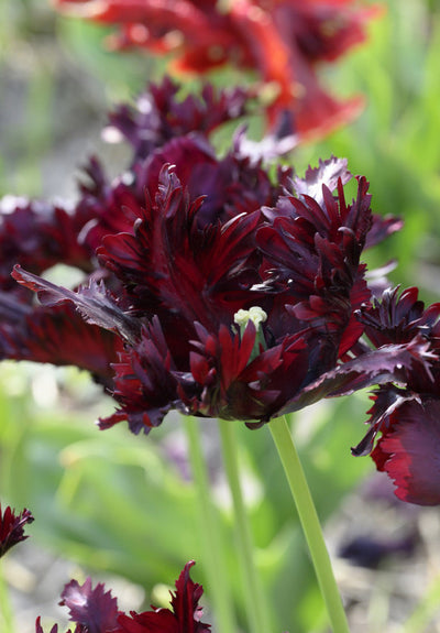 Tulipán Papagáj – Black Parrot – 12/+