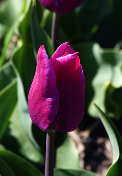 Tulipán Triumph – Blue Beauty – 12/+