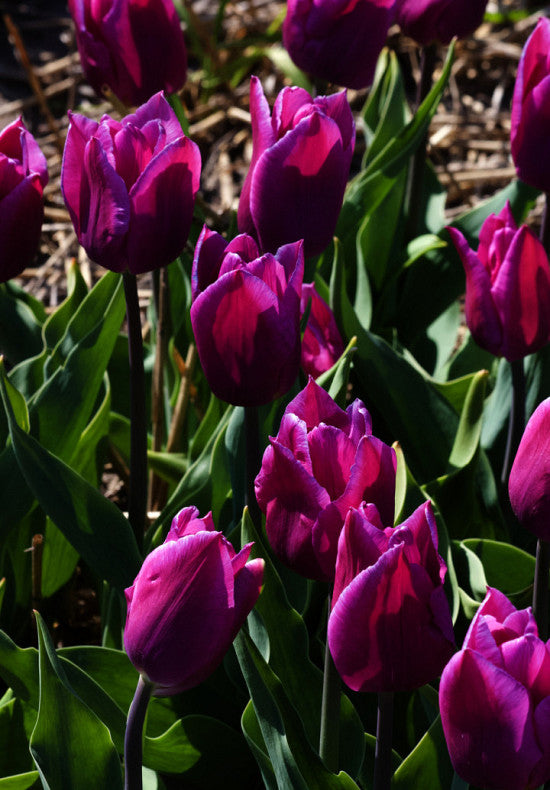 Tulipán Triumph – Blue Beauty – 12/+