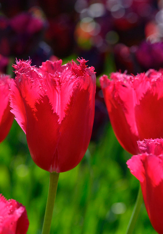 Tulipán Rojtos – Burgundy Lace – 12/+