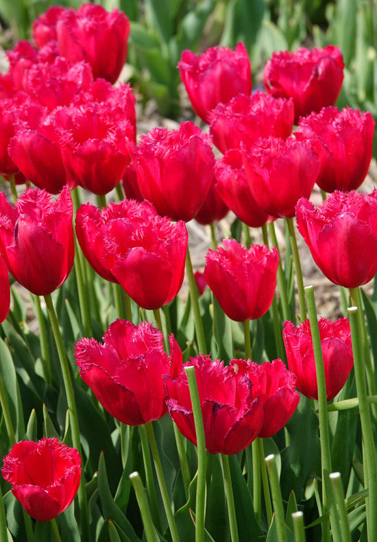 Tulipán Rojtos – Burgundy Lace – 12/+