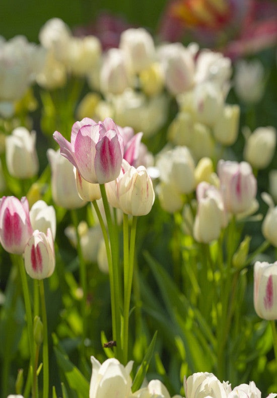 Tulipán Tövirágú – Candy Club – 12/+