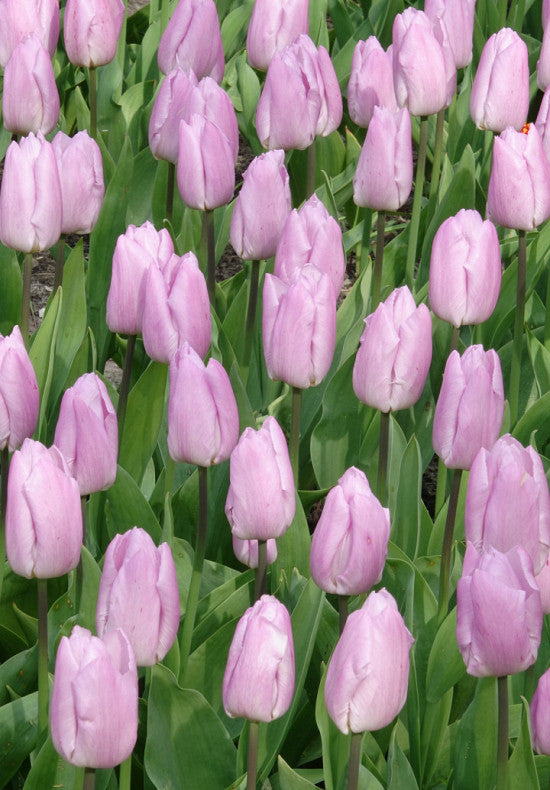 Tulipán Triumph – Candy Prince – 12/+