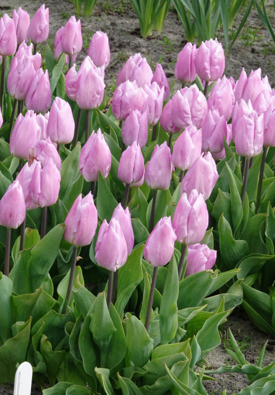 Tulipán Triumph – Candy Prince – 12/+