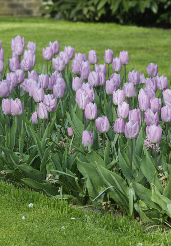 Tulipán Triumph – Candy Prince – 12/+