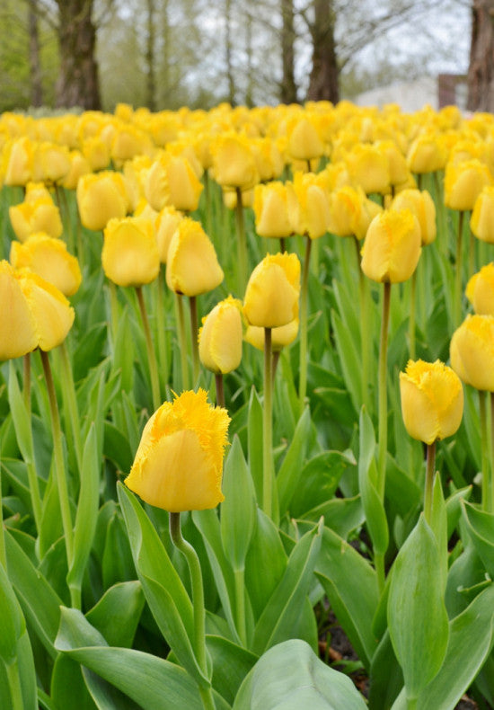 Tulipán Rojtos – Crystal Star – 12/+