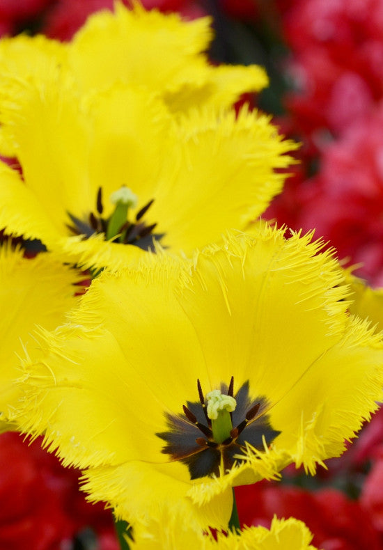 Tulipán Rojtos – Crystal Star – 12/+