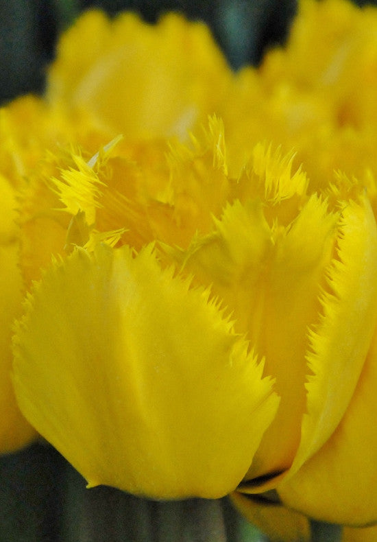 Tulipán Rojtos – Crystal Star – 12/+